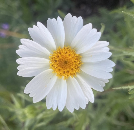 White Daisy Tidytips | Layia Glandulosa