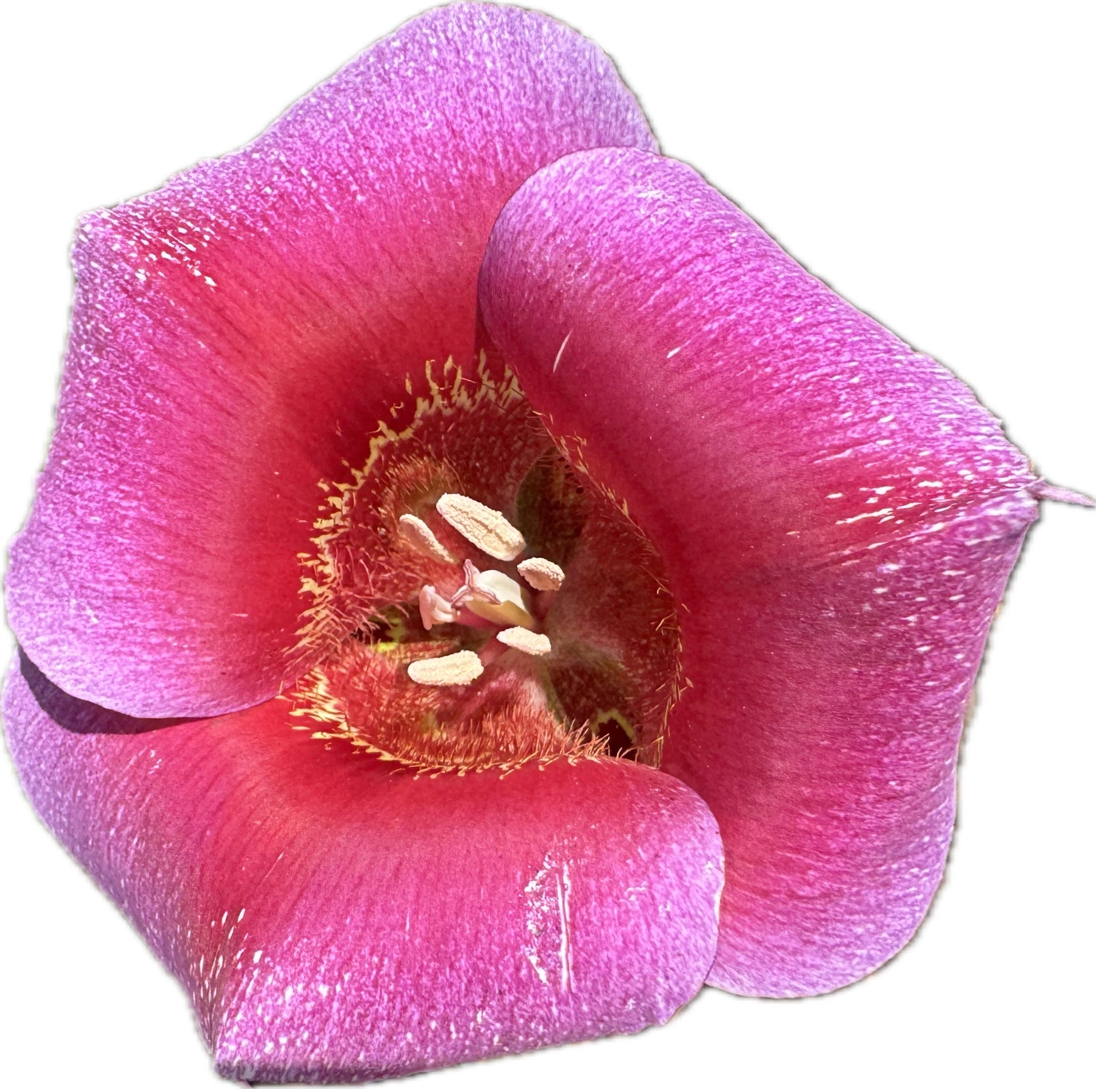 Pink Butterfly Mariposa Lily | Calochortus Venustus 'Pink' Seeds