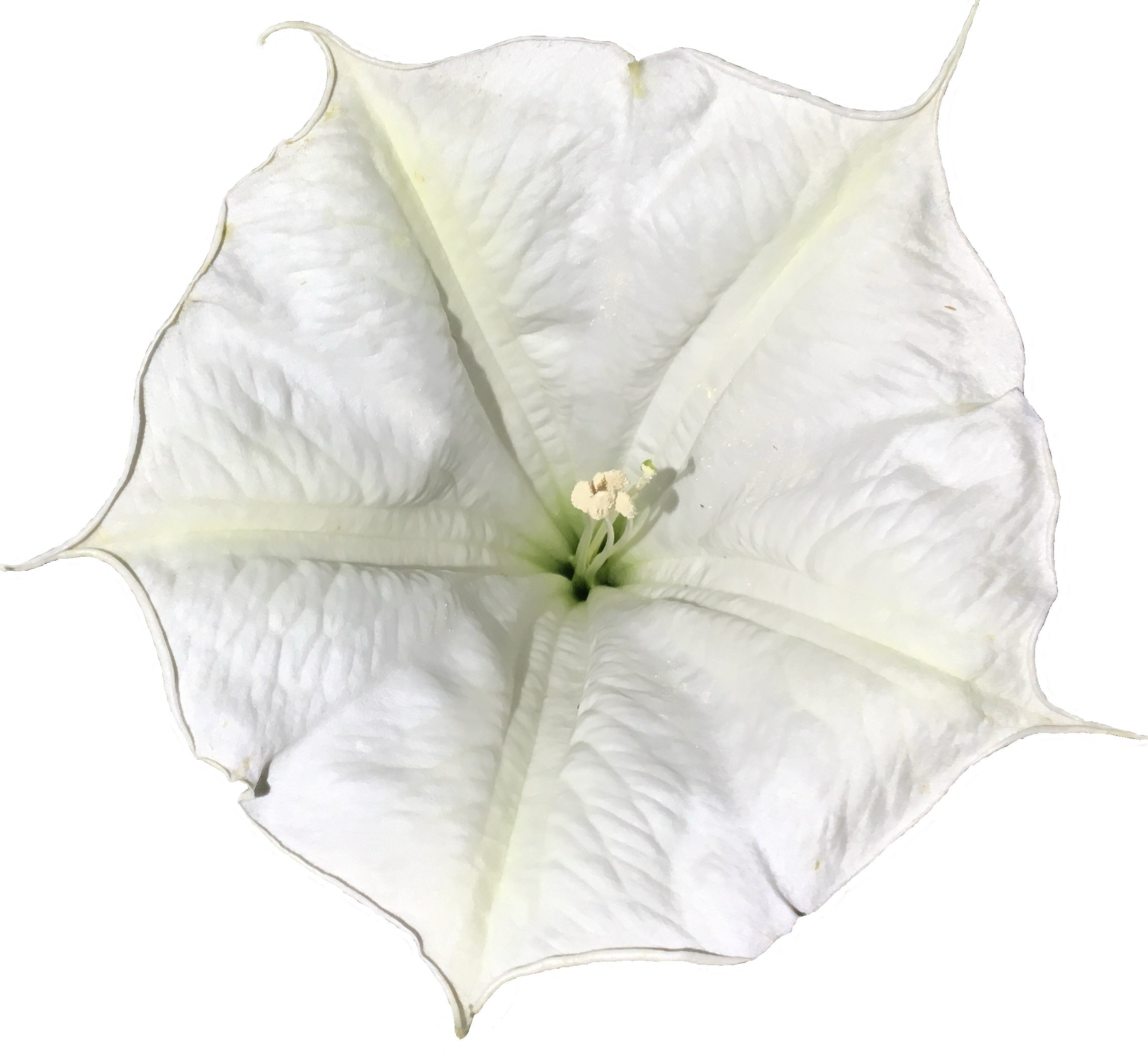 Sacred Datura | Datura wrightii