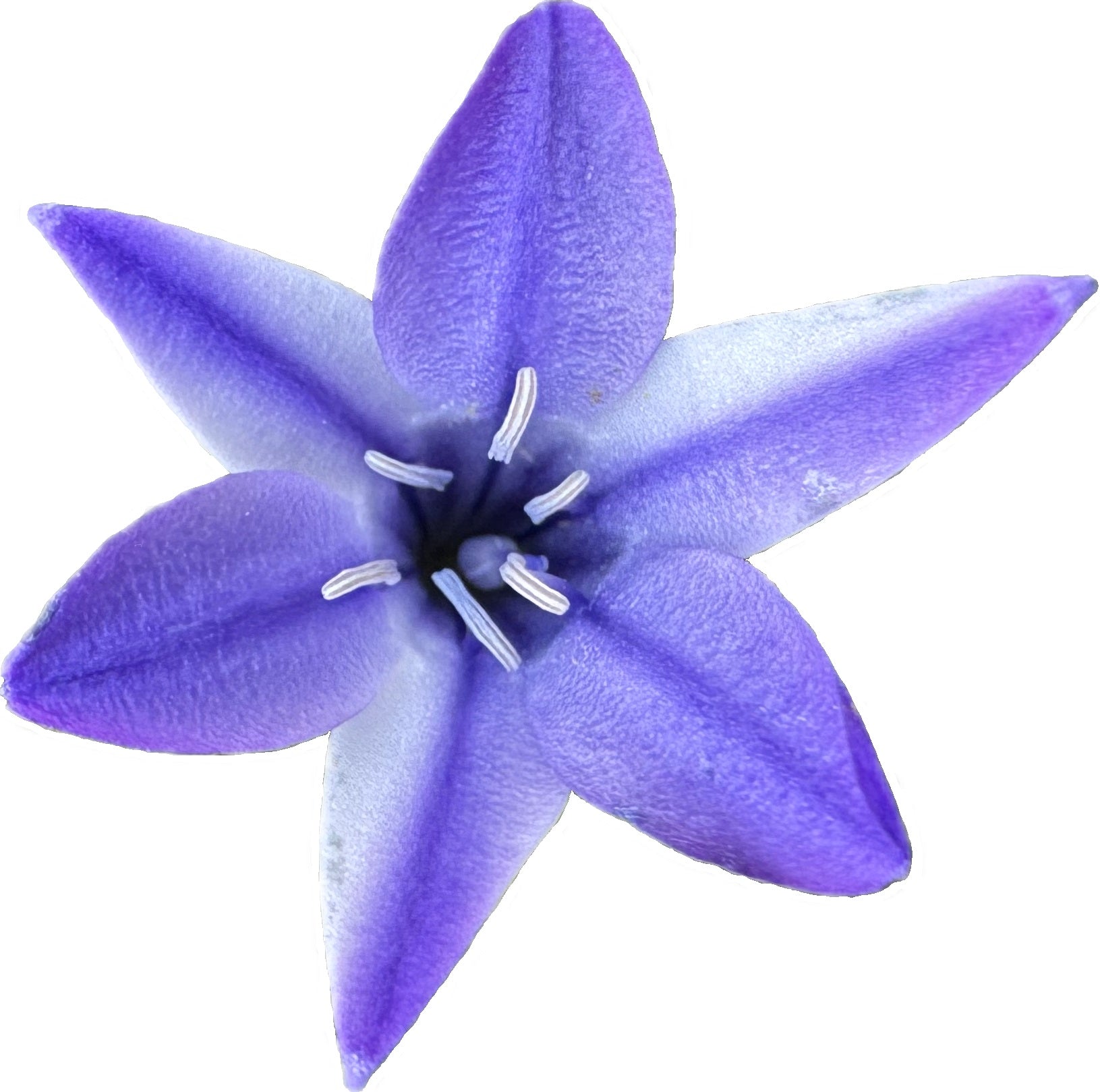 Ithuriel's Spear | Triteleia laxa seeds