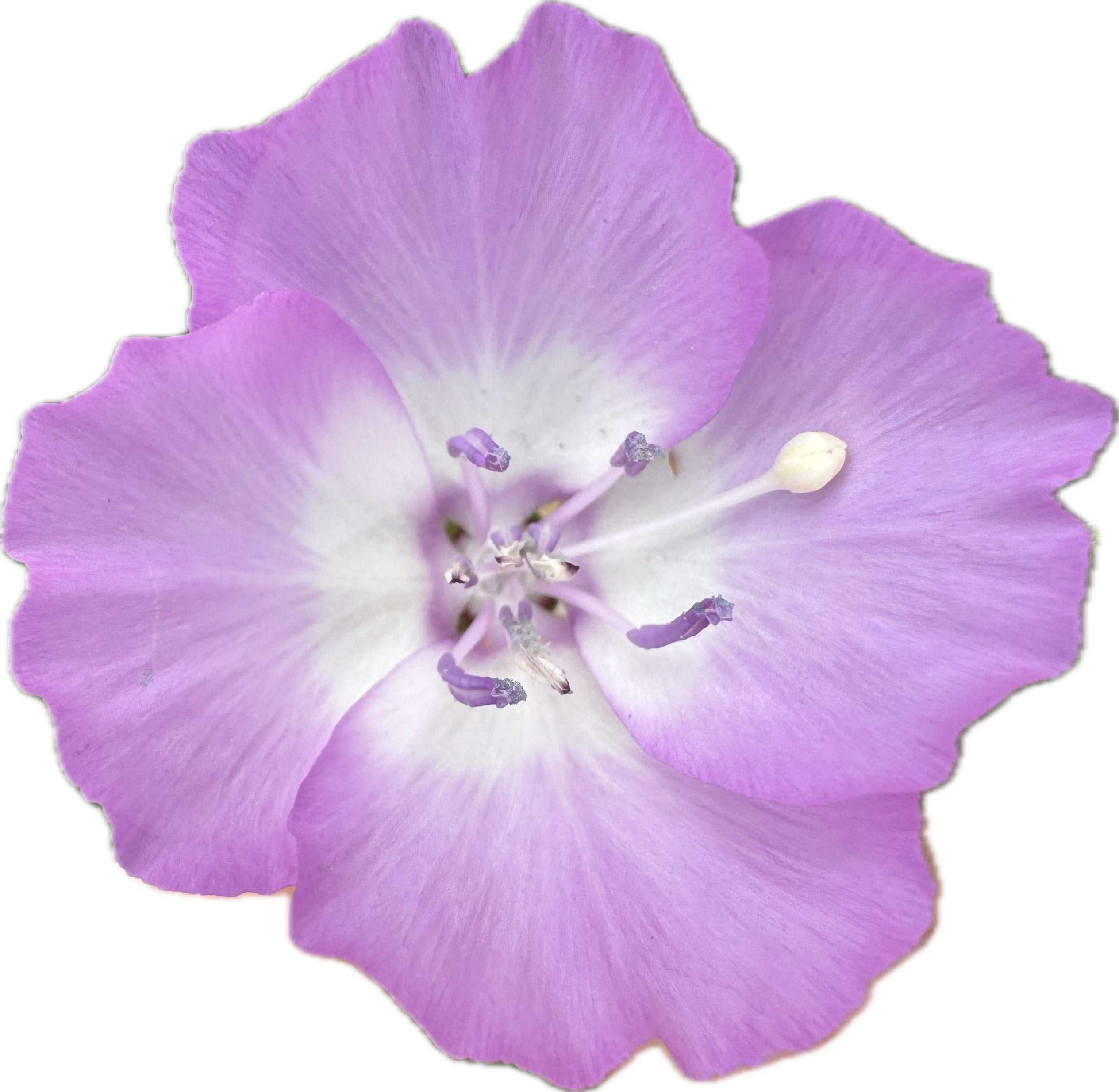 Punch Bowl Godetia | Clarkia bottae