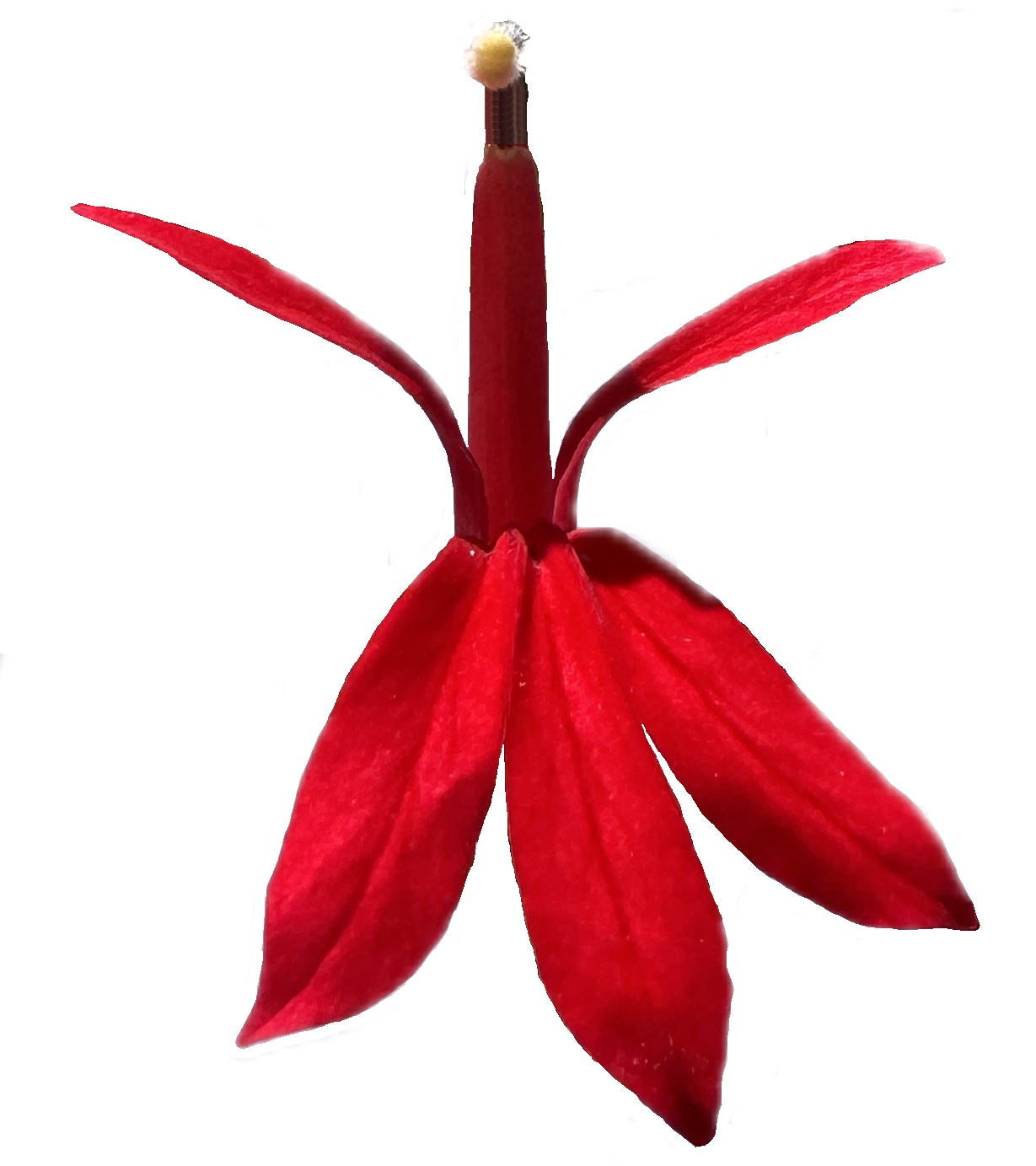 Cardinal Flower | Lobelia cardinalis seeds
