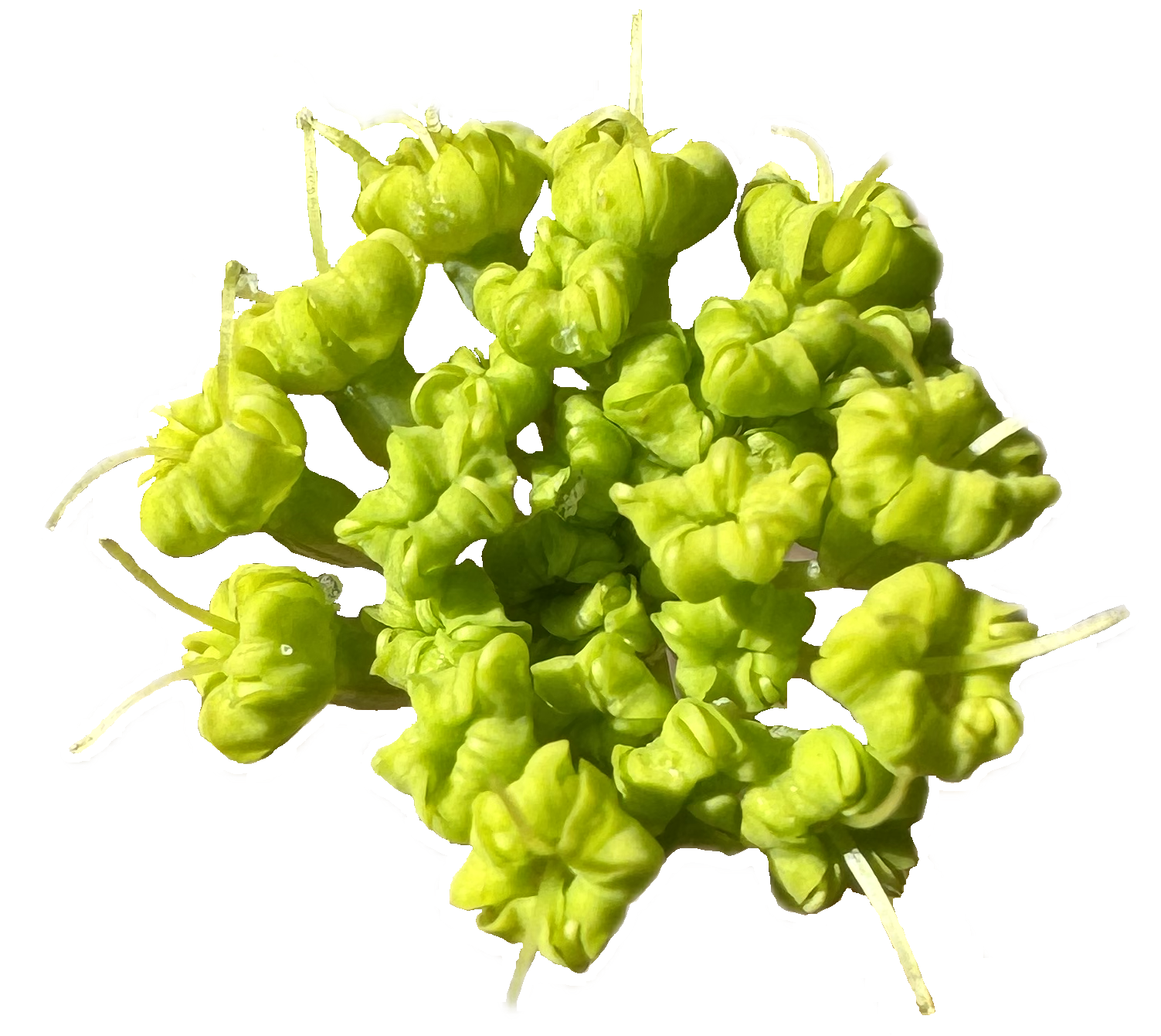 California Rock Parsnip | Lomatium californicum seeds