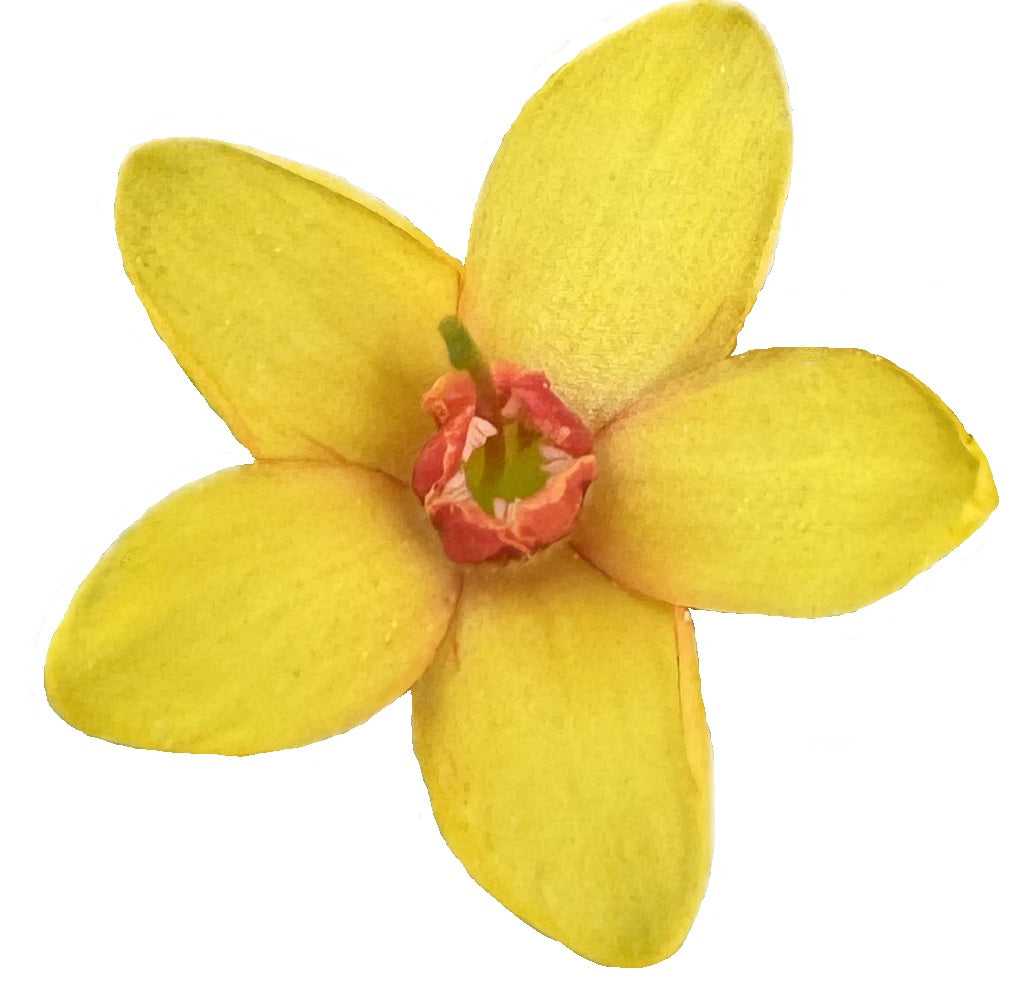 Golden Currant | Ribes aureum var gracillimum seeds