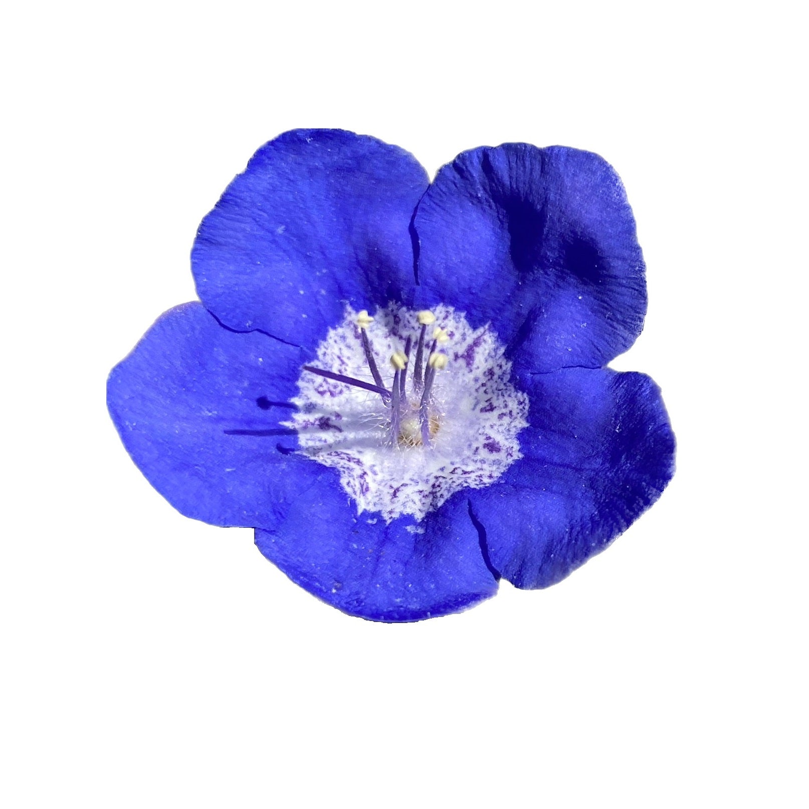 Sticky phacelia | Phacelia viscida