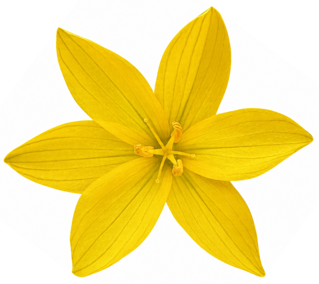 Yellow Eyed Grass | Sisyrinchium californicum seeds
