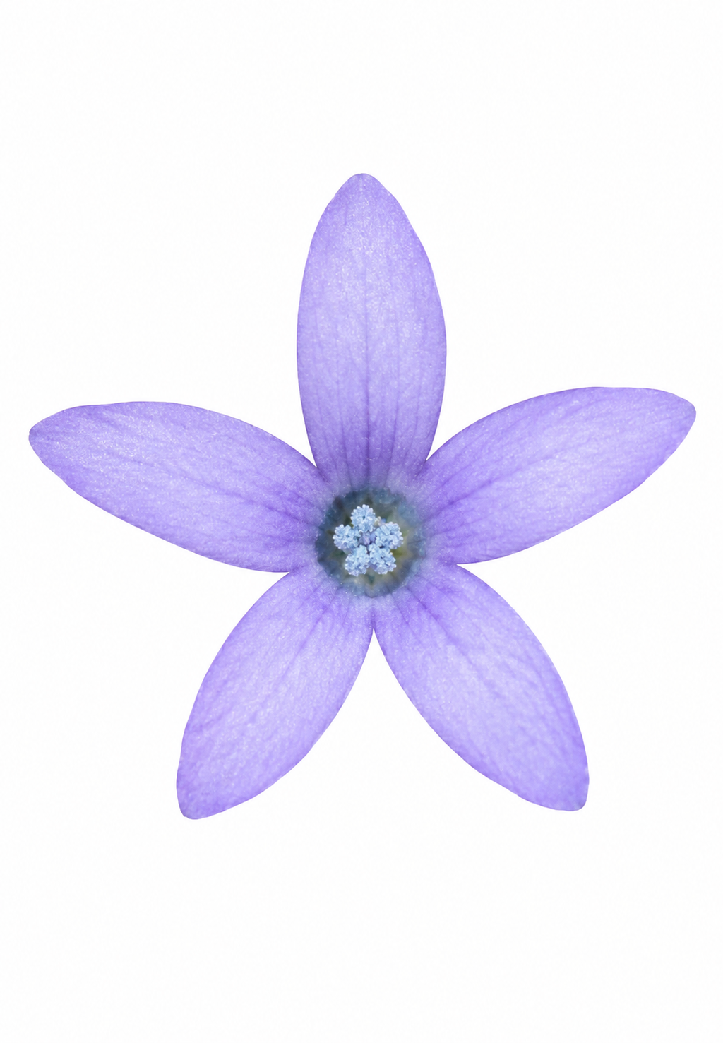 Skunkbush | Navarretia squarrosa seeds