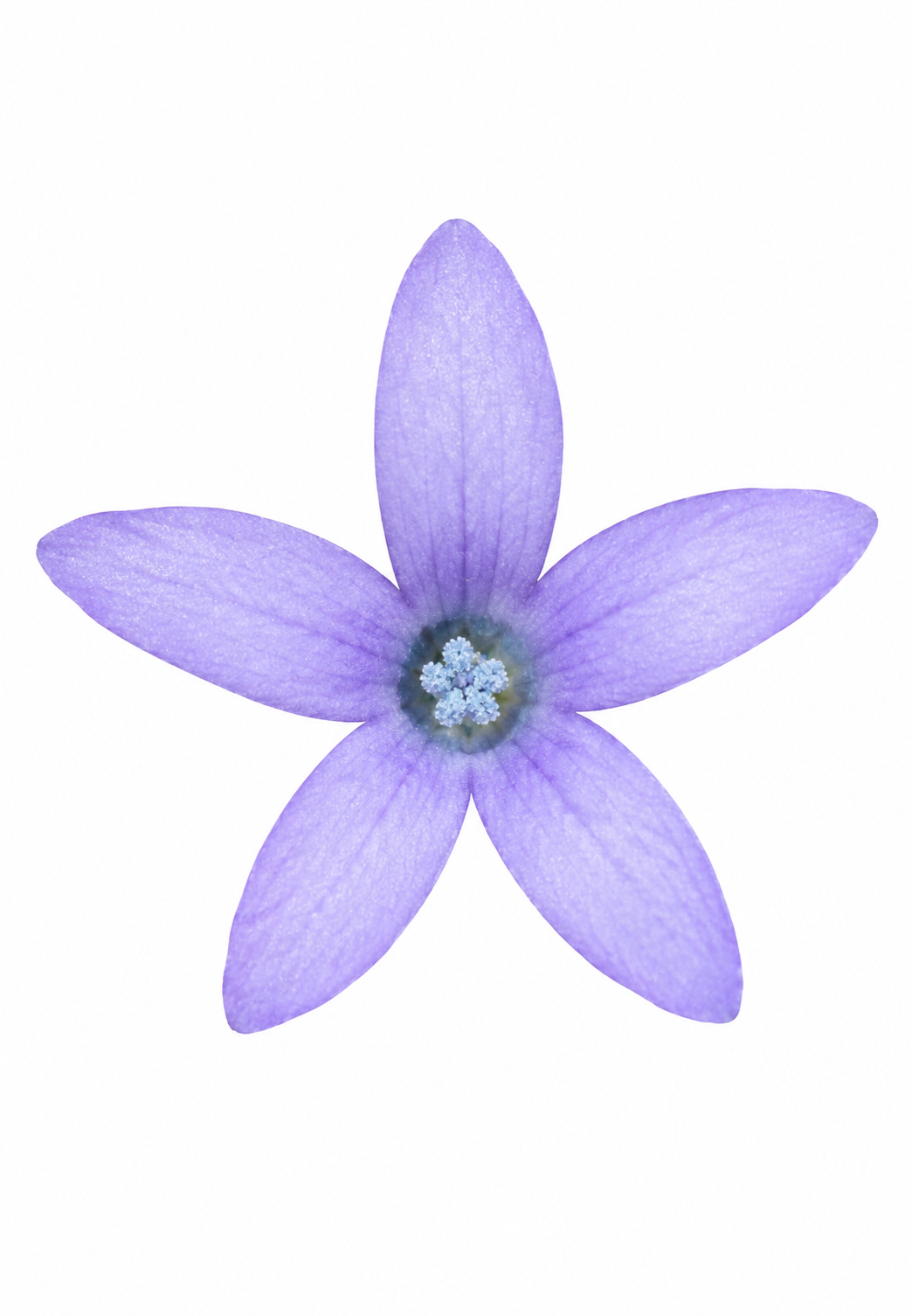 Skunkbush | Navarretia squarrosa seeds