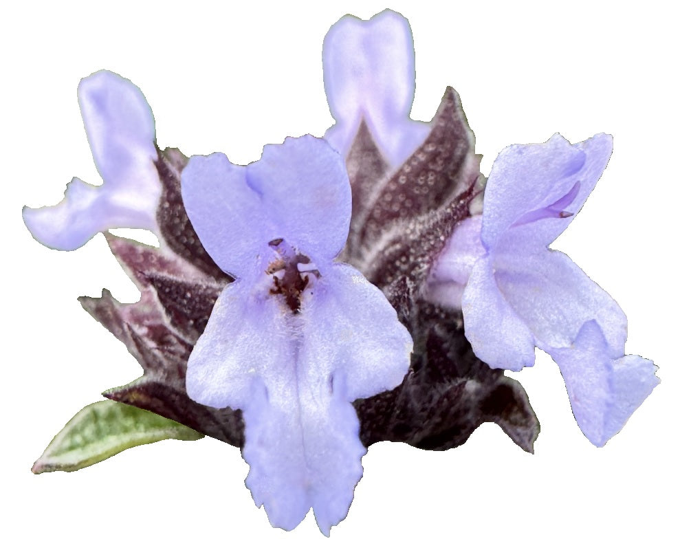 Pacific Blue Salvia Brandegeei | Salvia brandegeei 'Pacific Blue' seeds