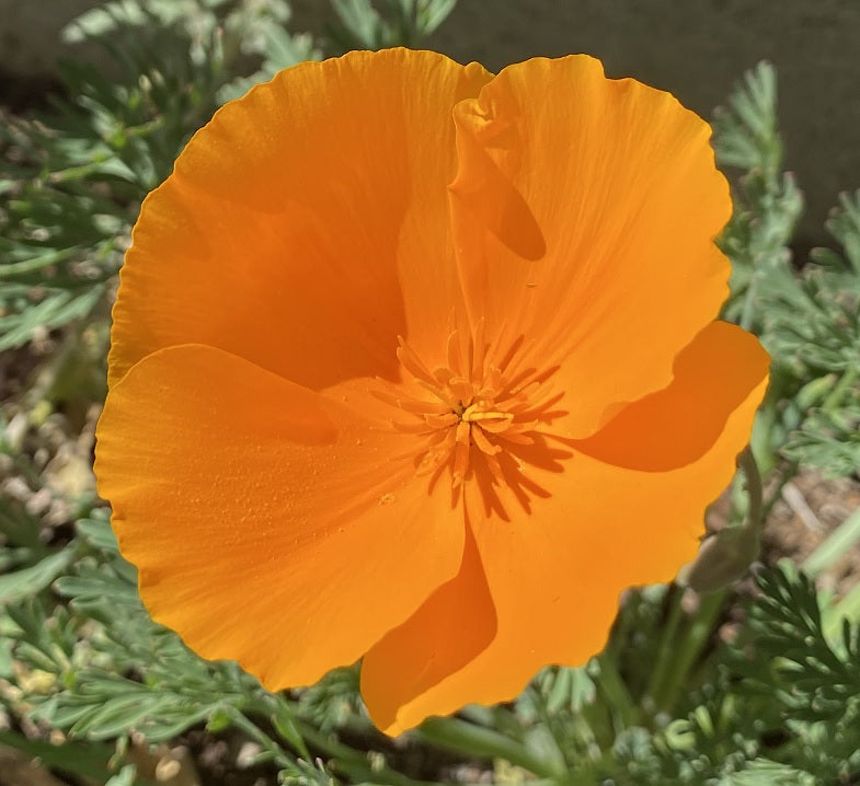 California Golden Poppy | Eschscholzia californica Seeds