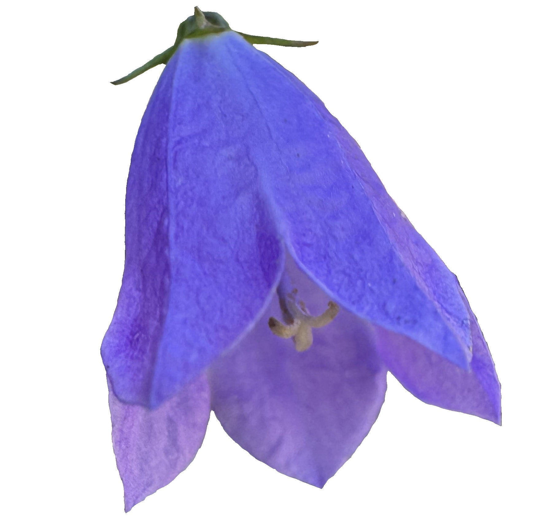 Round Leaf Harebell | Campanula rotundifolia seeds