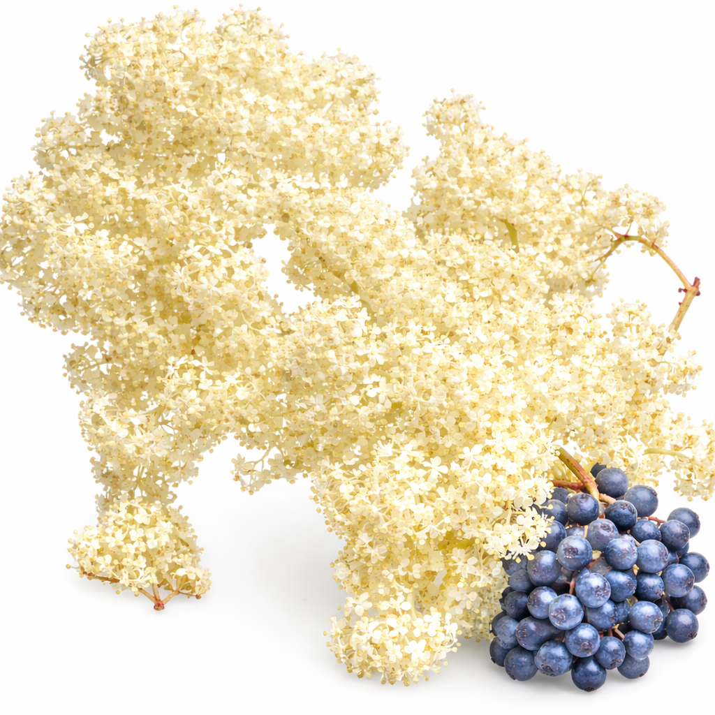 Blue Elderberry | Sambucus nigra ssp. caerulea seeds