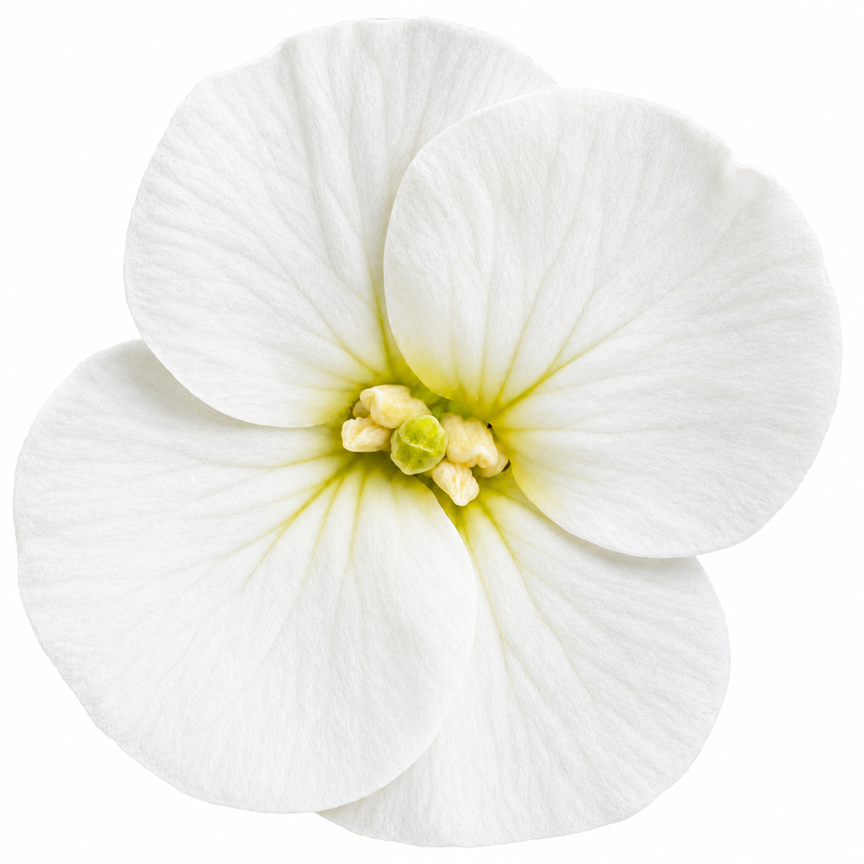 San Francisco Wallflower | Erysimum franciscanum