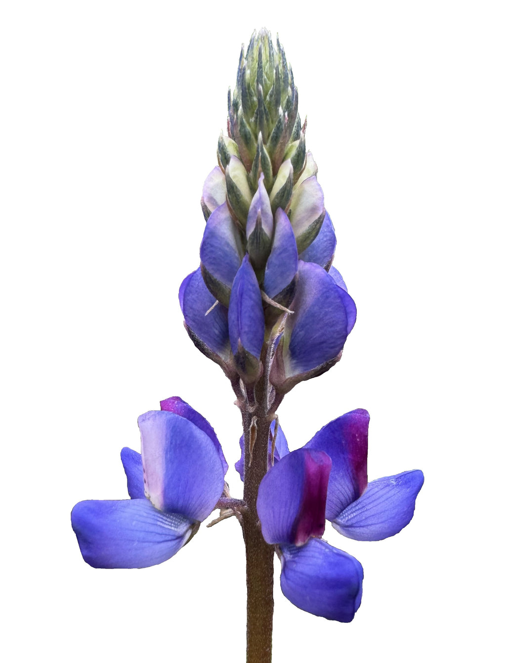 Arroyo Lupine | Lupinus succulentus