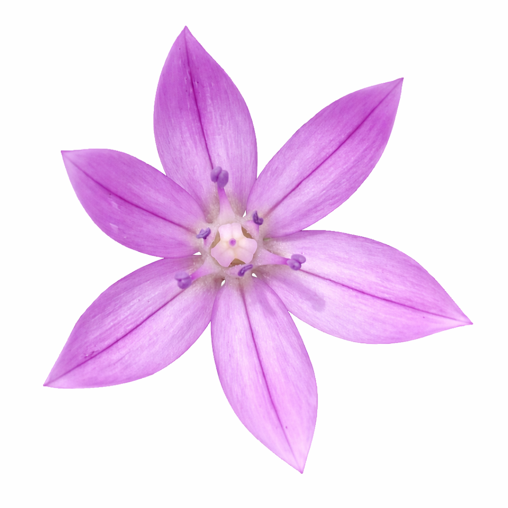 One Leaf Onion | Allium unifolium seeds