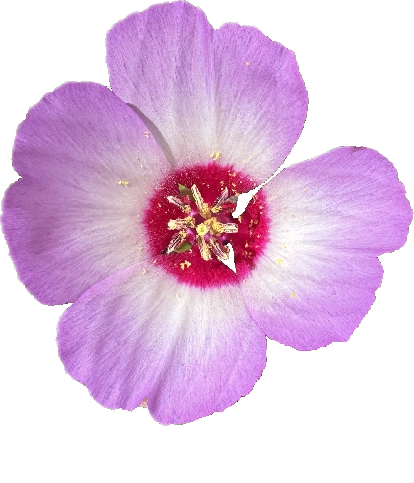 Tracy's Clarkia | Clarkia gracillis ssp. tracyi seeds