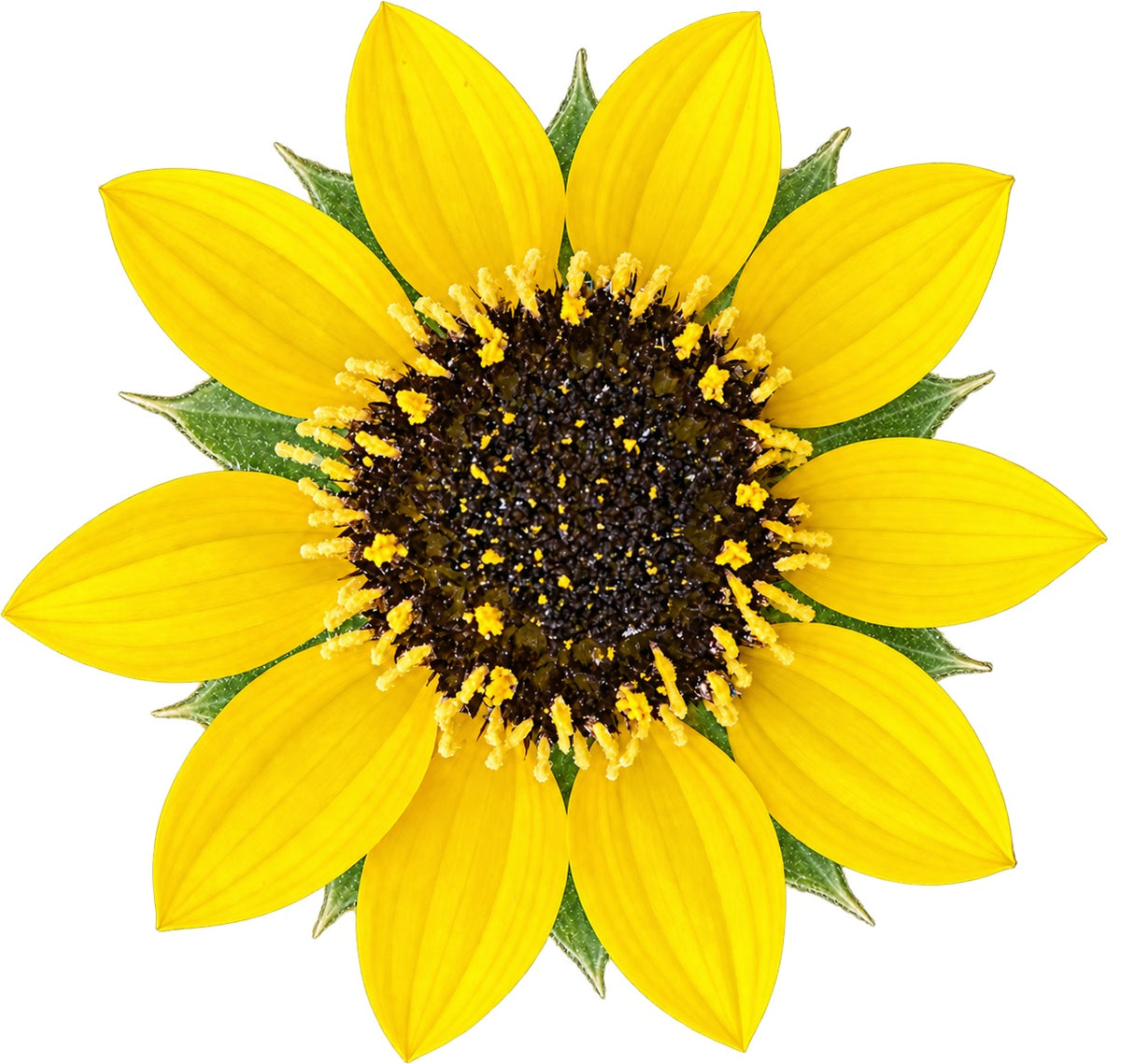Serpentine Sunflower | Helianthus bolanderi