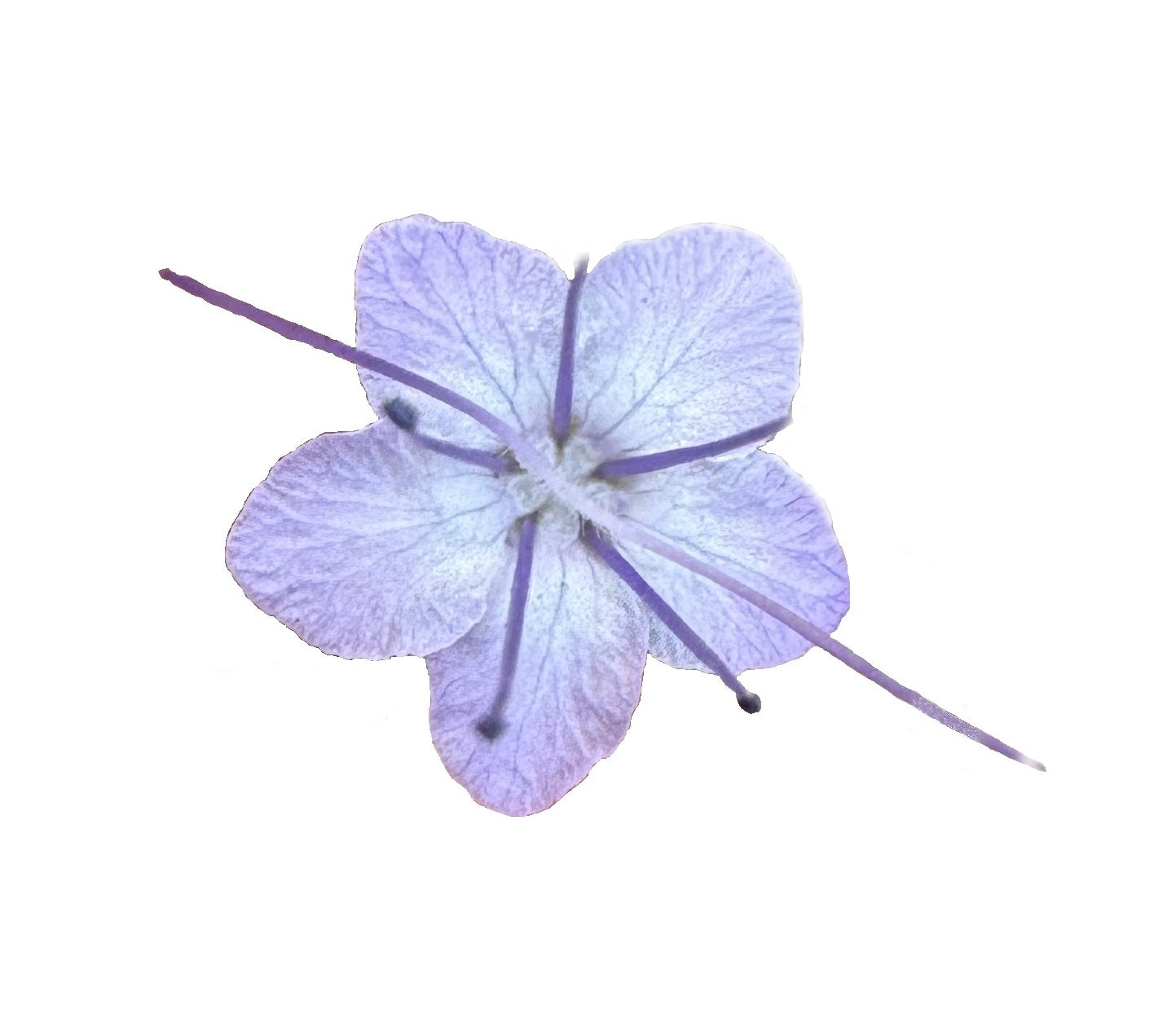 Lacy Phacelia | Phacelia tanacetifolia seeds