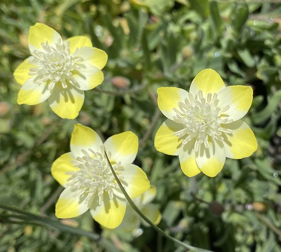 Cream Cups | Platystemon Californicus seeds