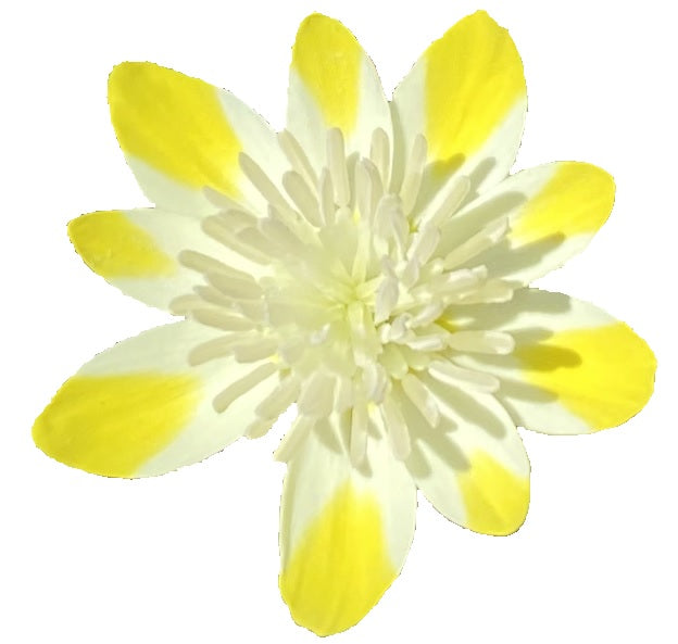 Cream Cups | Platystemon Californicus seeds