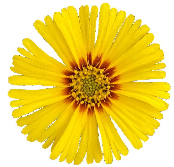 Elegant Madea | Madea Elegans seeds