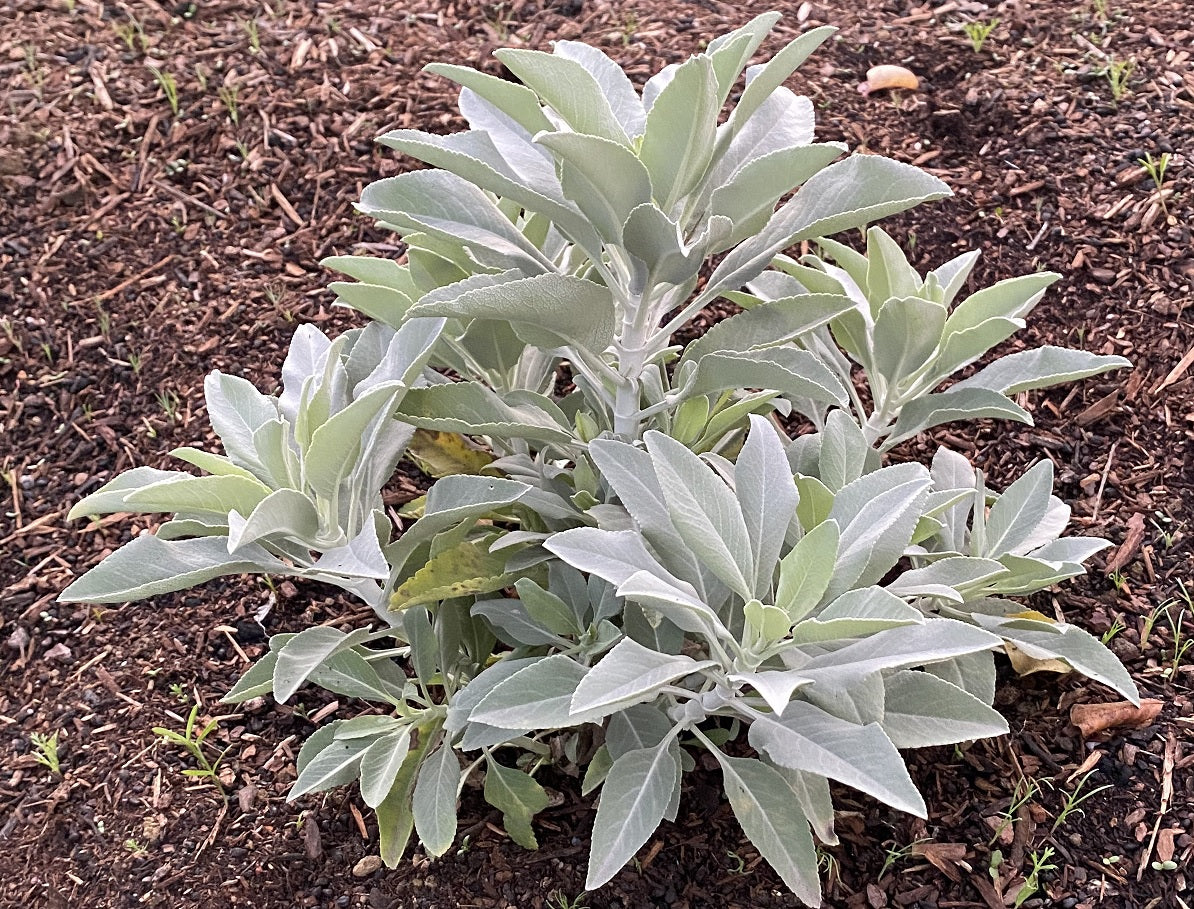 White Sage | Salvia apiana