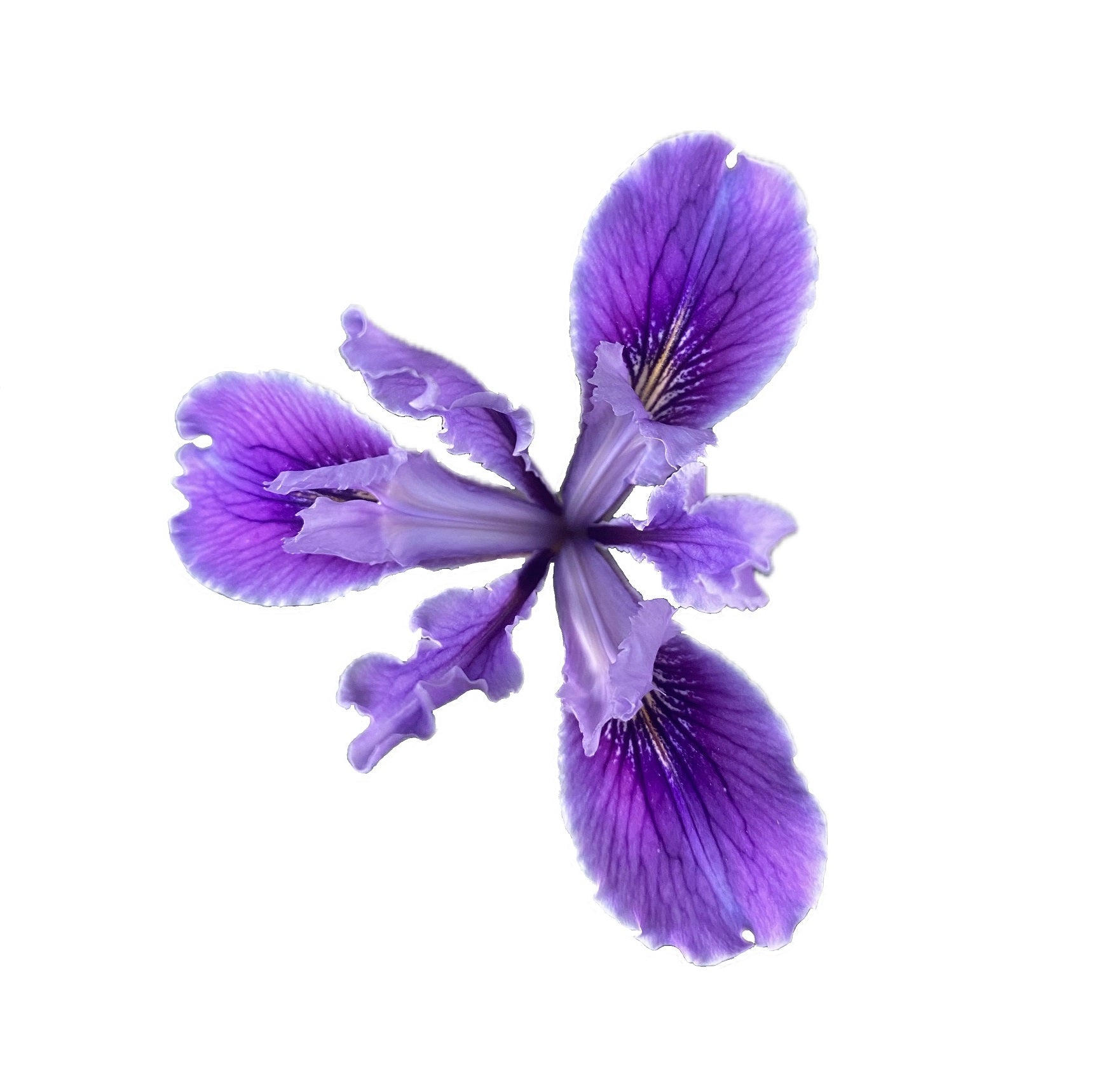 Douglas Iris | Iris douglasiana seeds