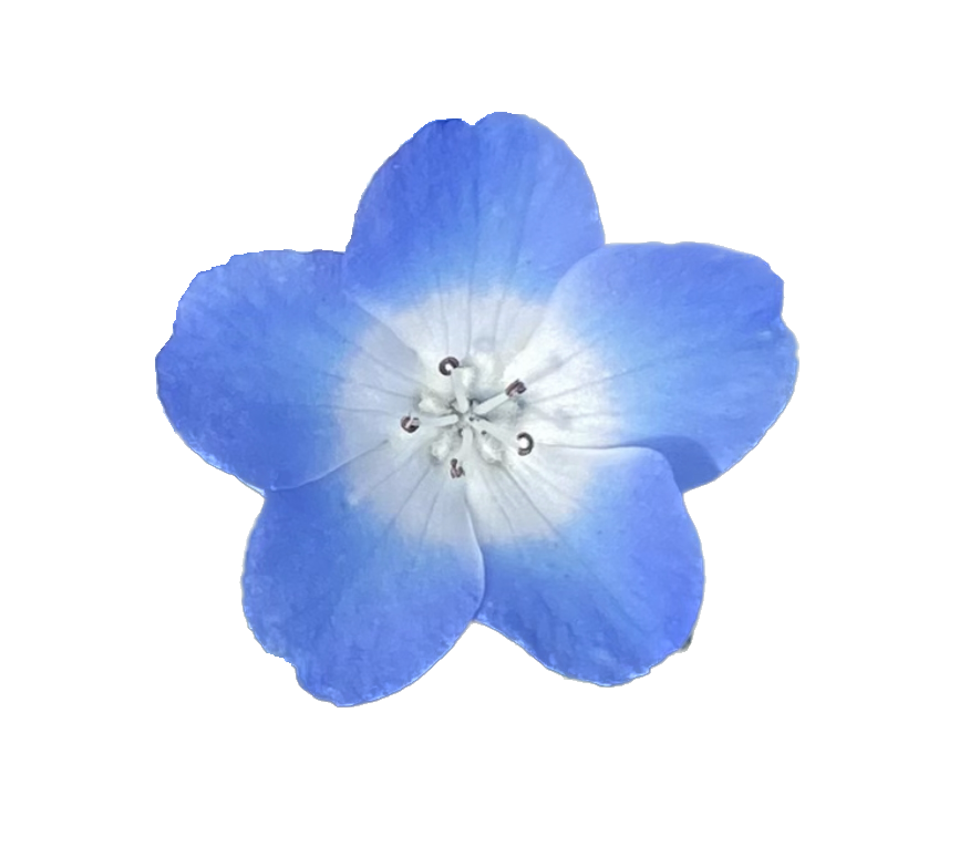 Baby Blue Eyes | Nemophila menziesii seeds
