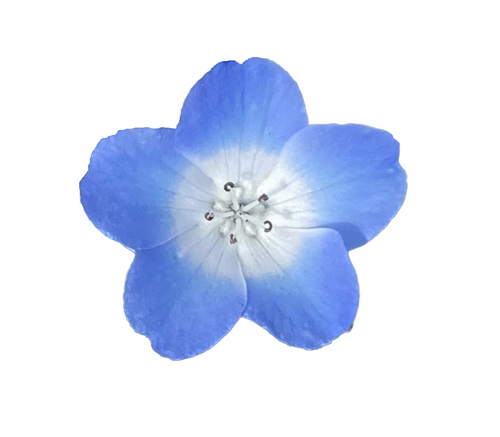 Baby Blue Eyes | Nemophila menziesii seeds