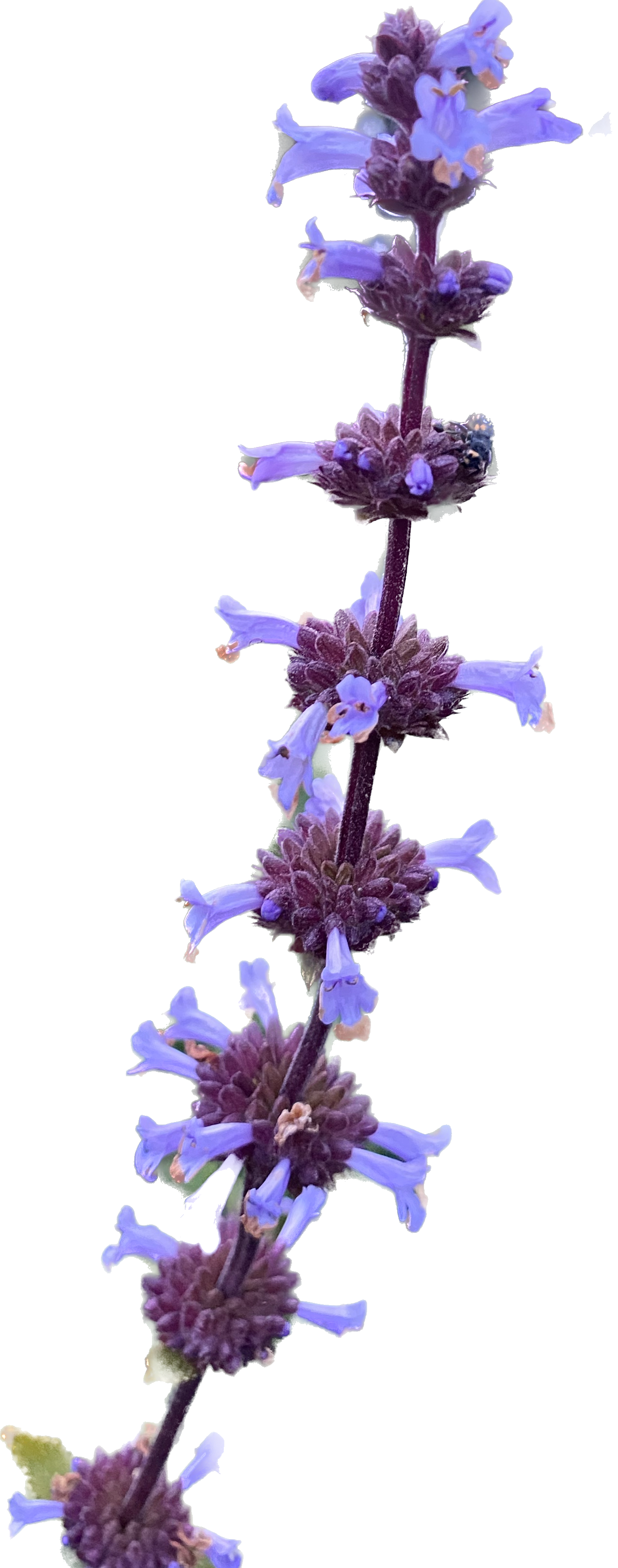 Munz's Sage | Salvia munzii seeds