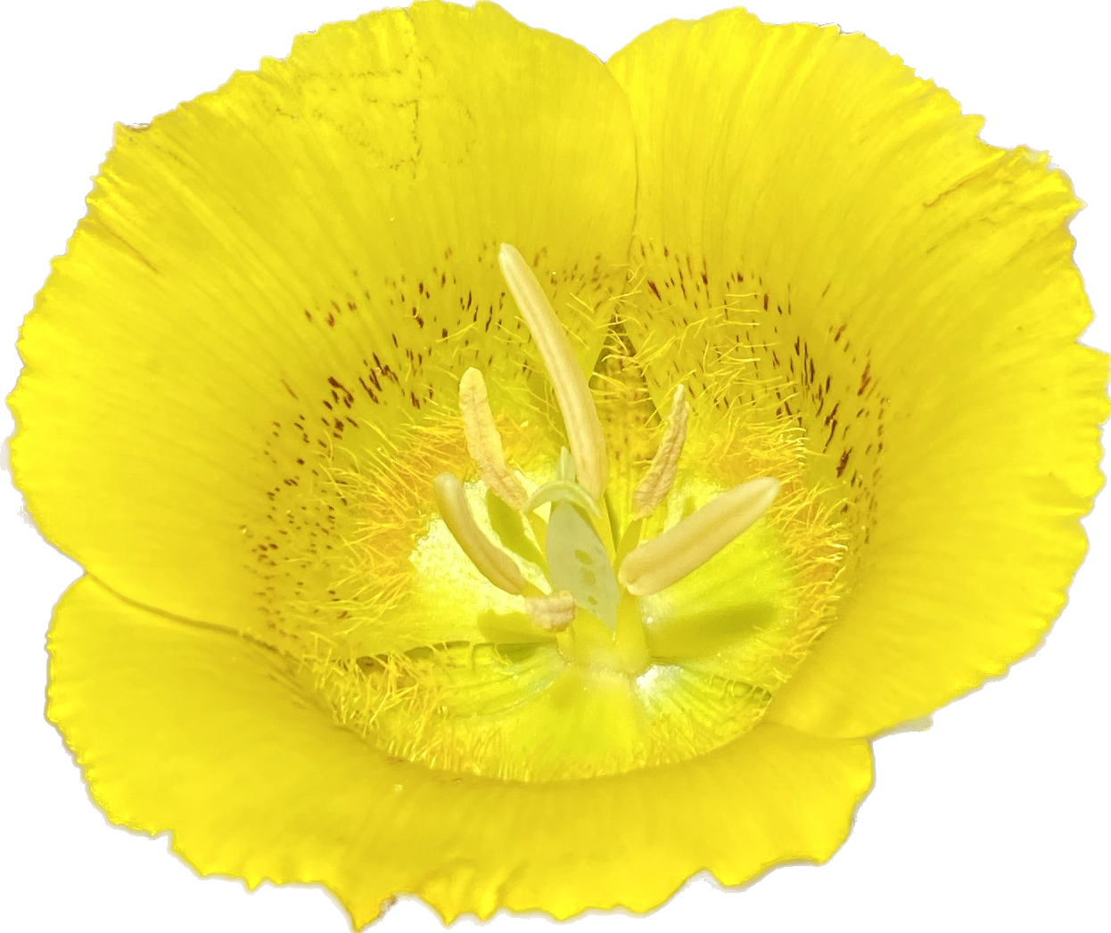 Yellow Mariposa Lily | Calochortus Luteus