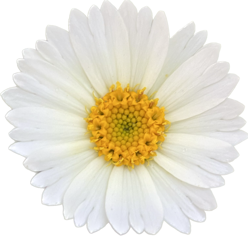 White Daisy Tidytips | Layia Glandulosa
