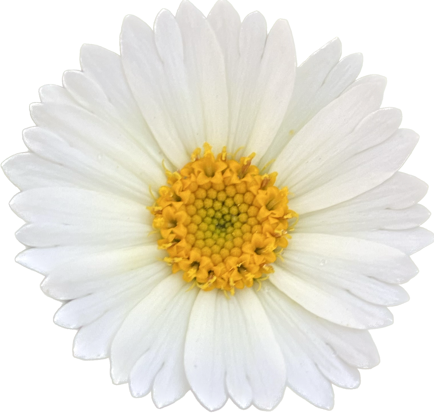White Daisy Tidytips | Layia Glandulosa