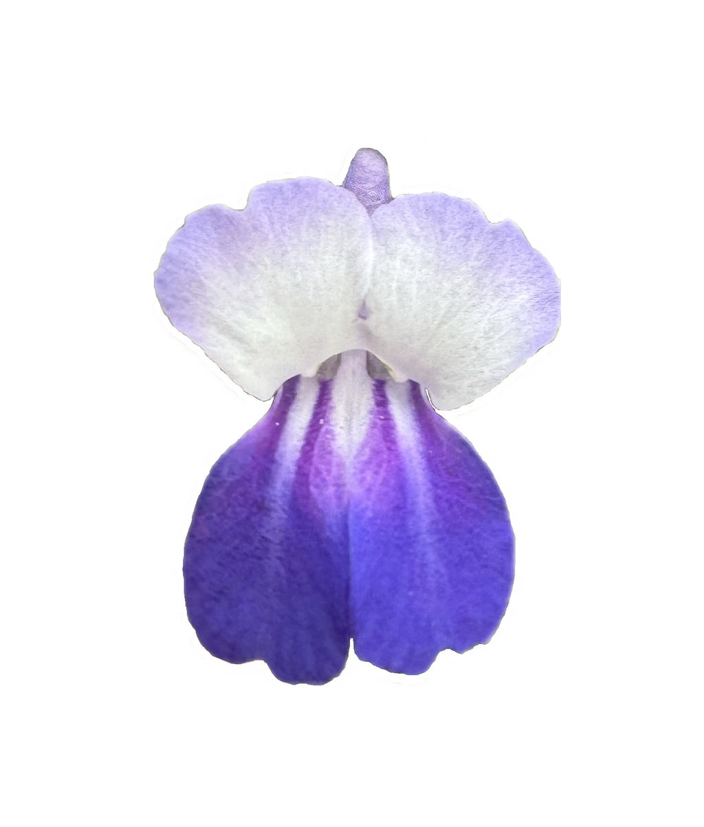 Giant Blue Eyed Mary | Collinsia grandiflora