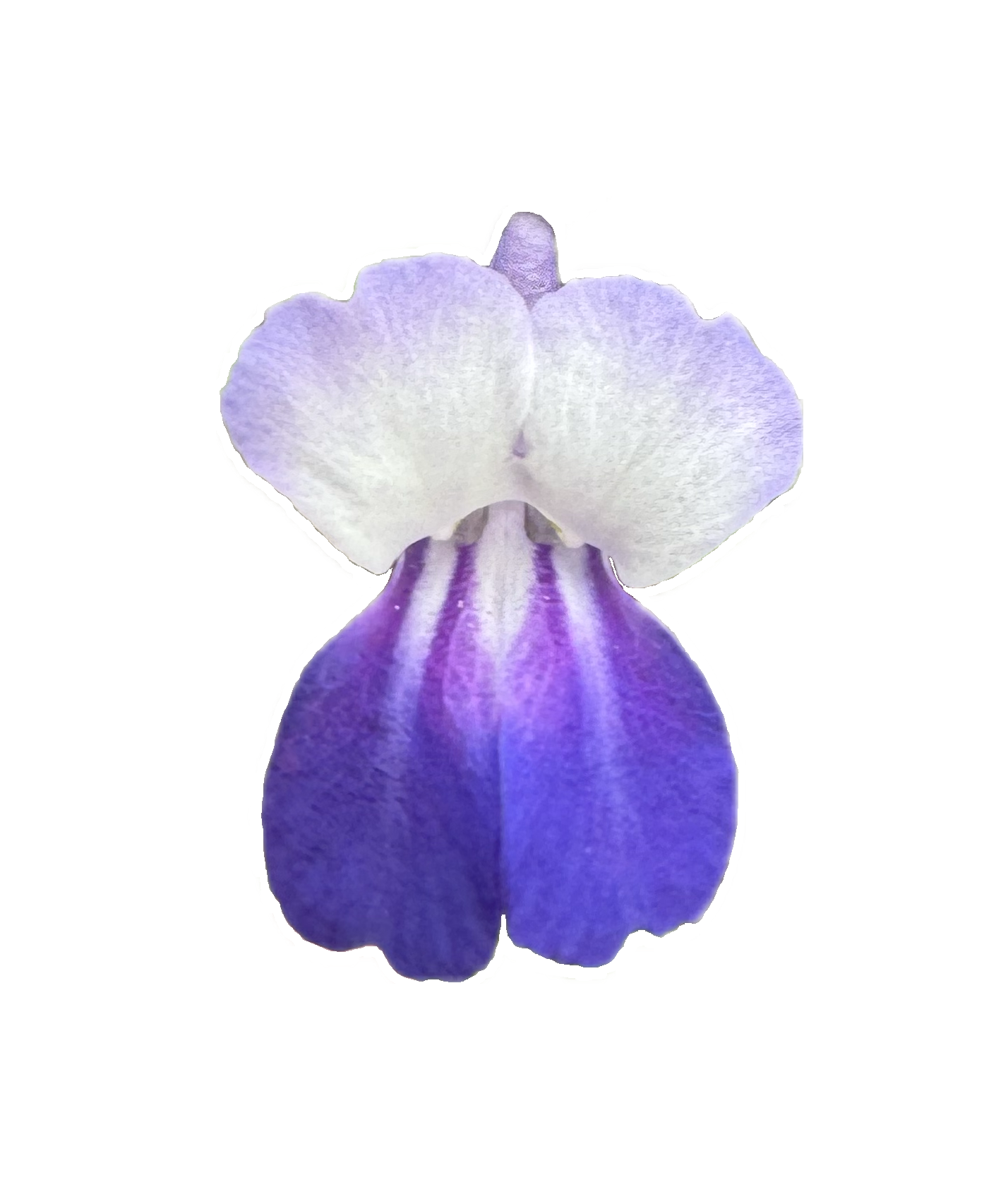 Giant Blue Eyed Mary | Collinsia grandiflora seeds