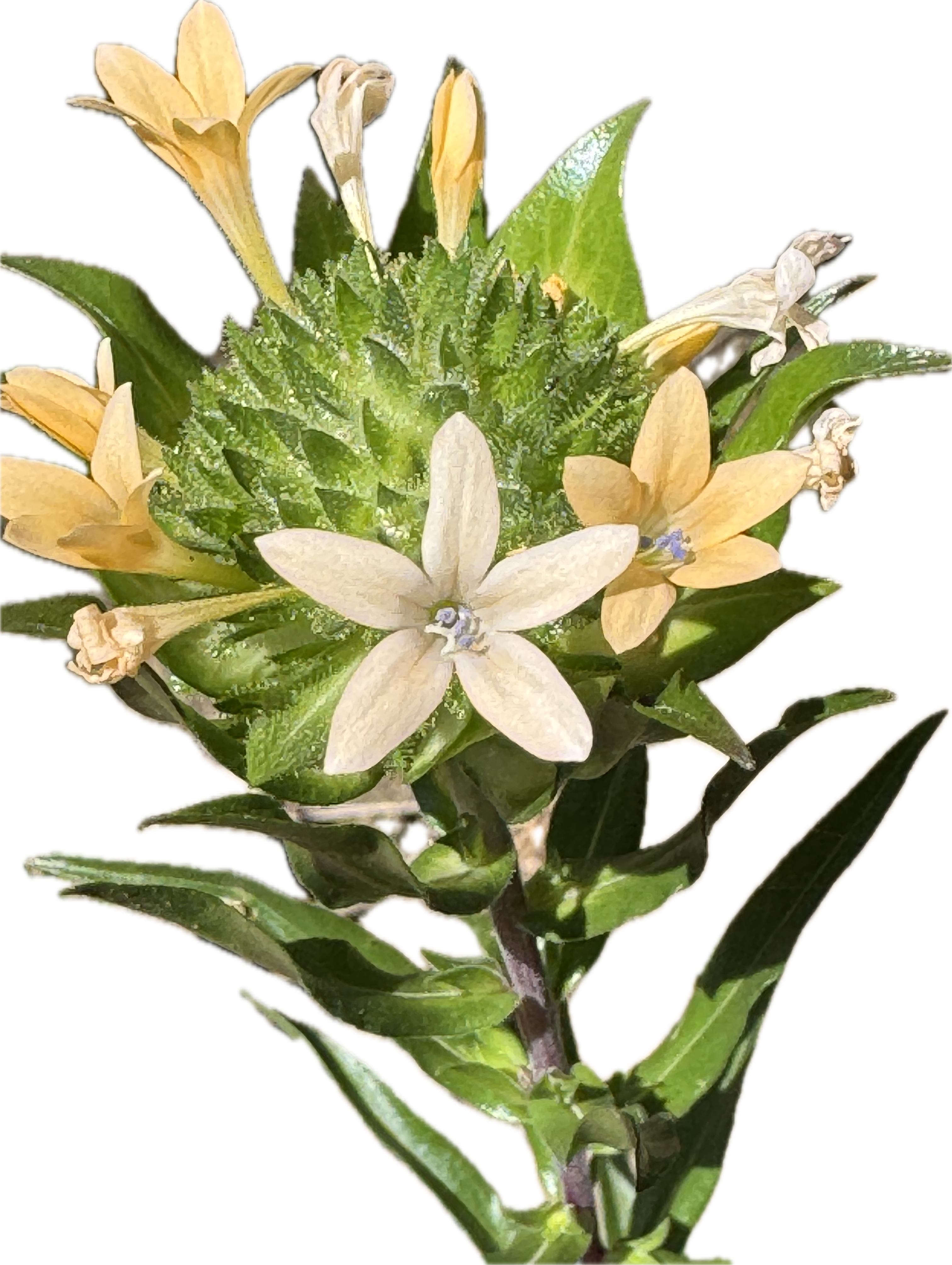 Grand Collomia | Collomia grandiflora seeds