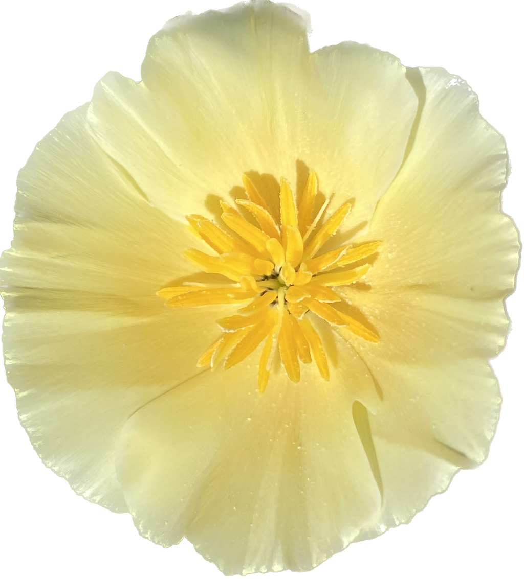 California Poppy "Alba" | Eschscholzia californica seeds