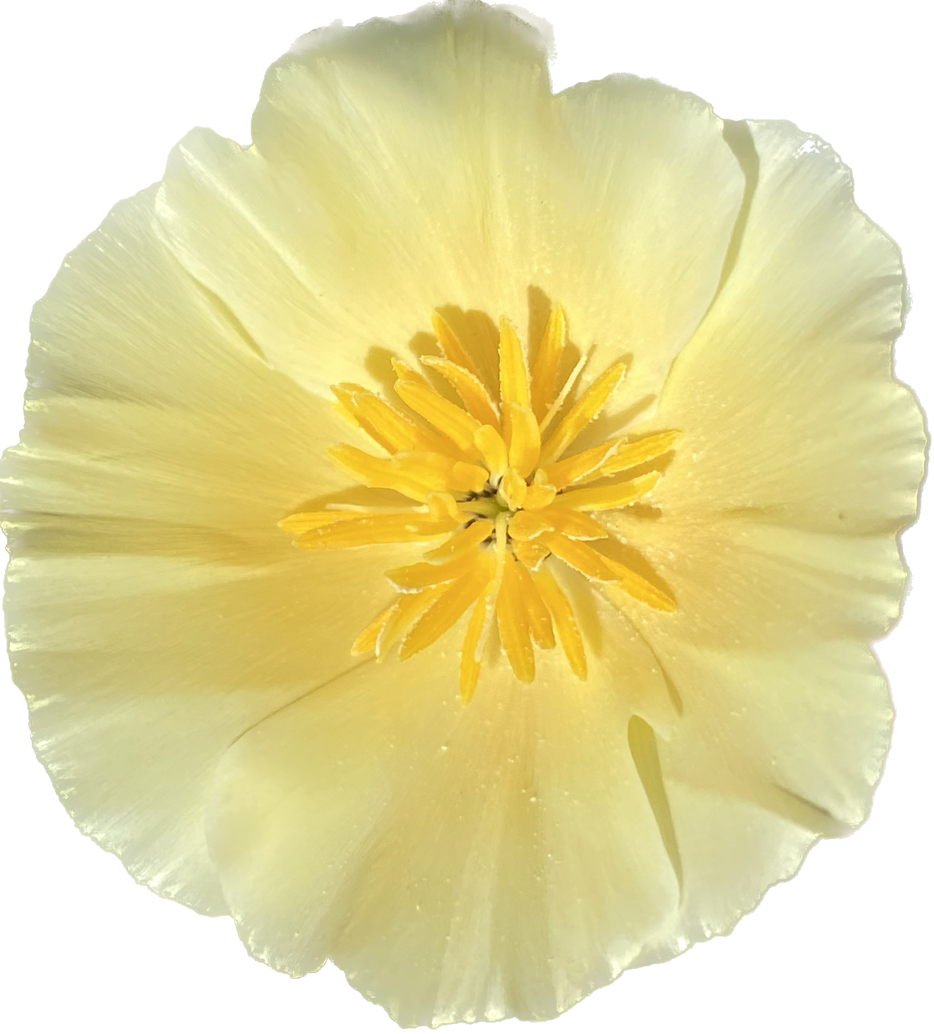 California Poppy "Alba" | Eschscholzia californica seeds