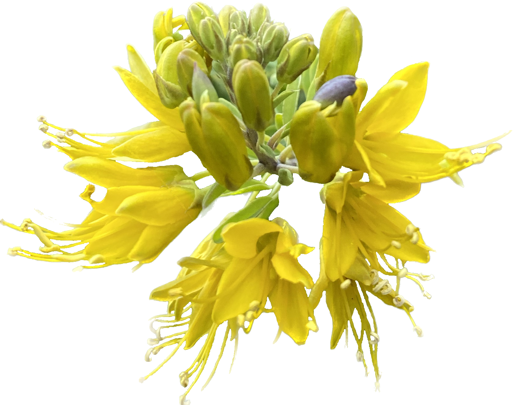 California Bladderpod | Peritoma Arborea seeds