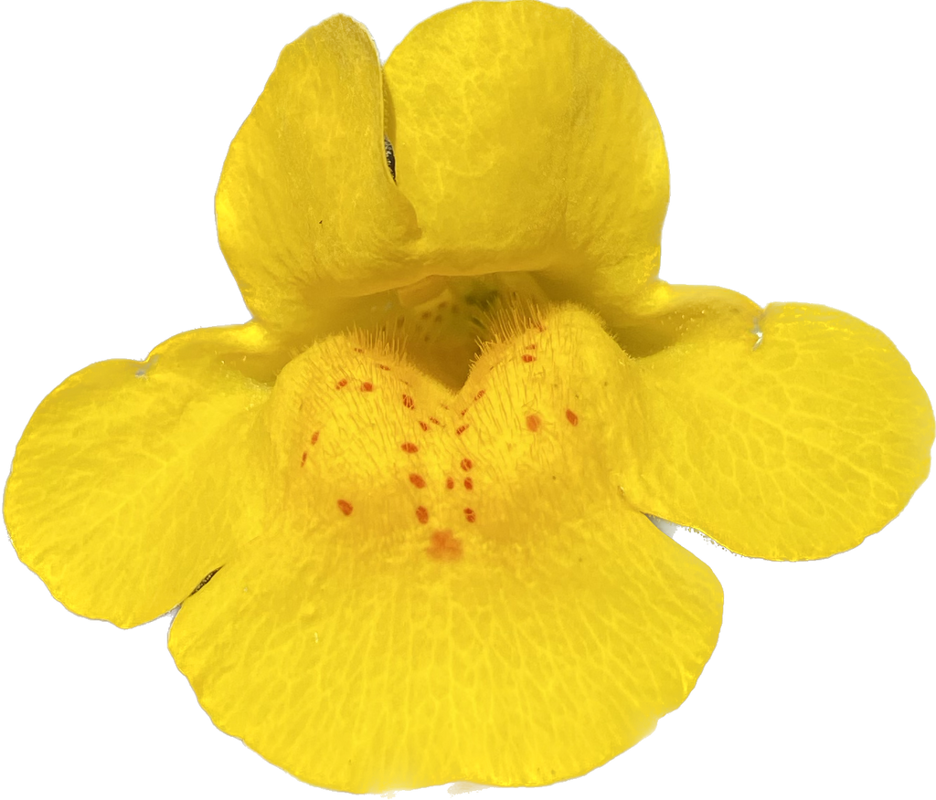 Seep Monkeyflower | Erythranthe guttata