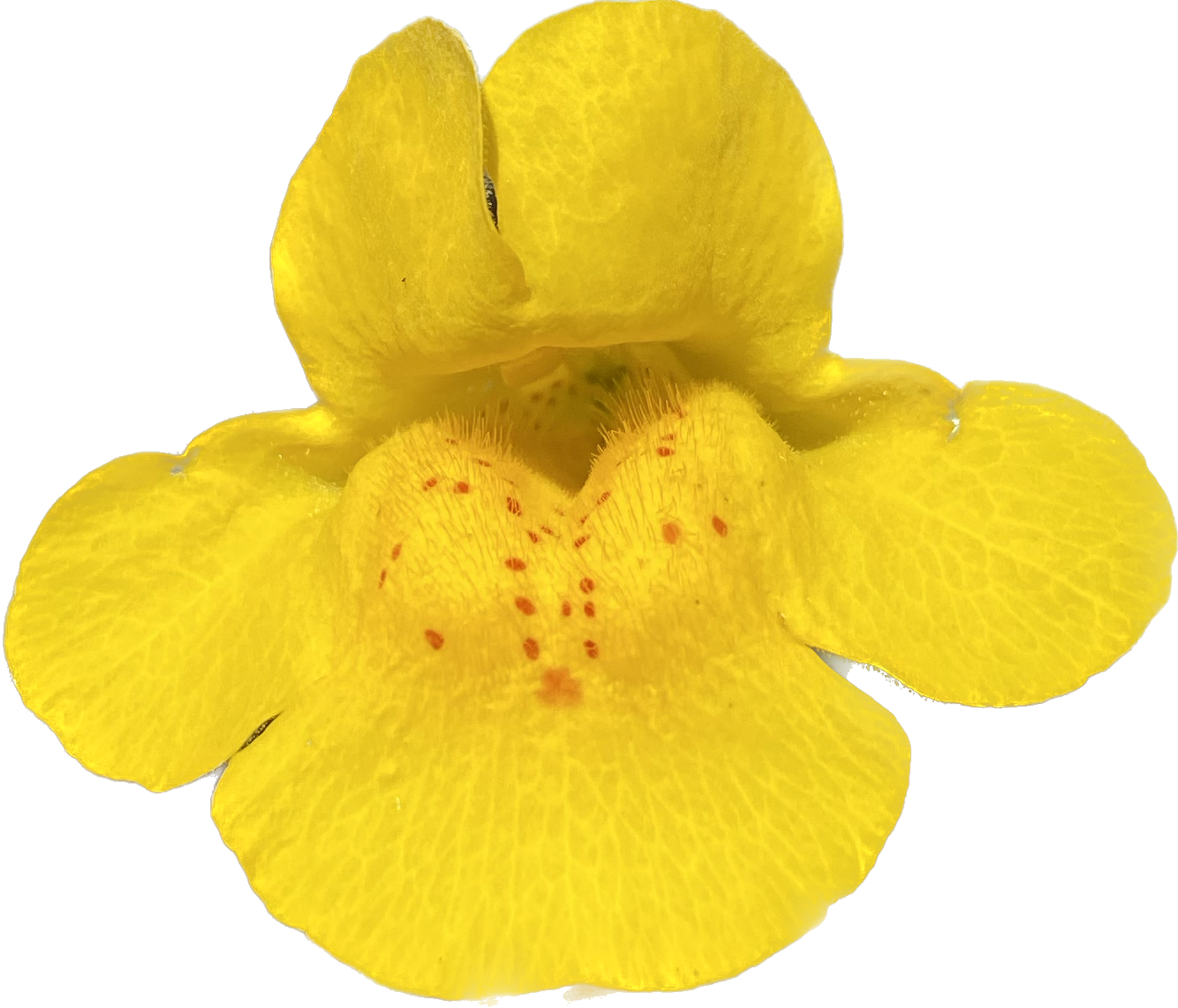 Seep Monkeyflower | Erythranthe guttata