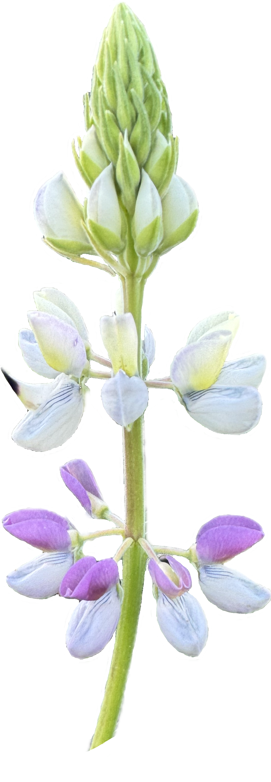 Manycolored Lupine | Lupinus variicolor seeds