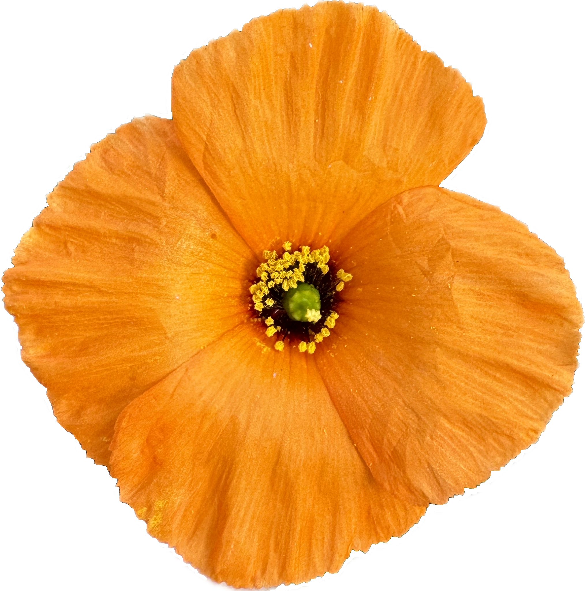 Wind Poppy | Papaver Heterophyllum