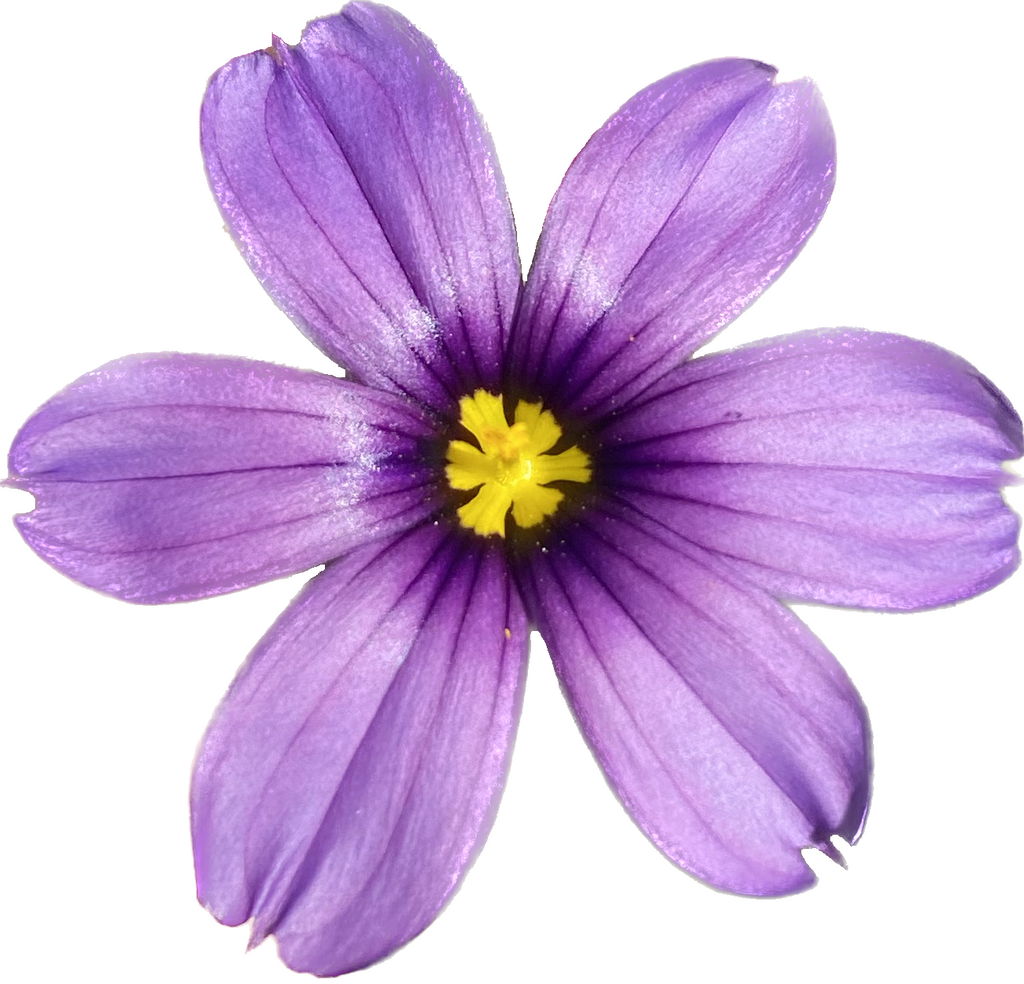 Blue Eyed Grass | Sisyrinchium bellum seeds