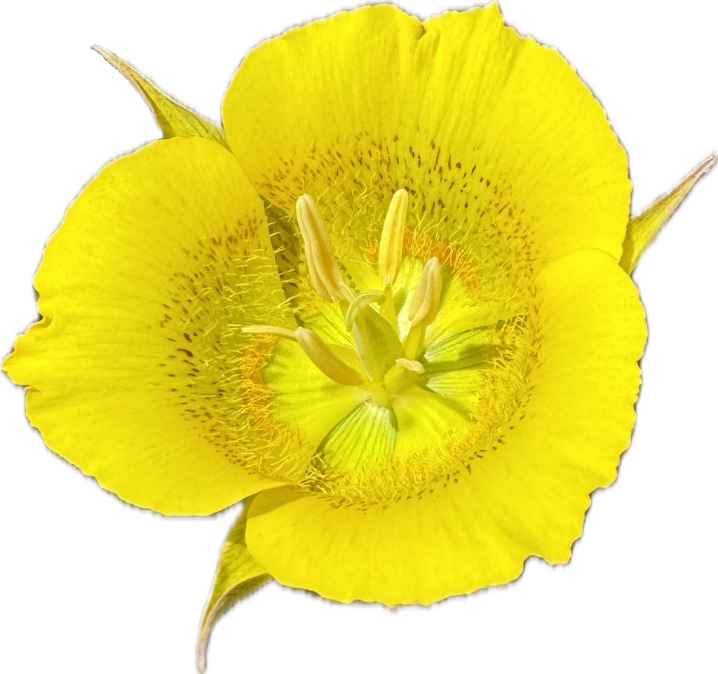 Yellow Mariposa Lily | Calochortus Luteus