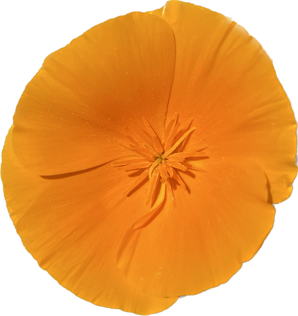 California Golden Poppy | Eschscholzia californica Seeds