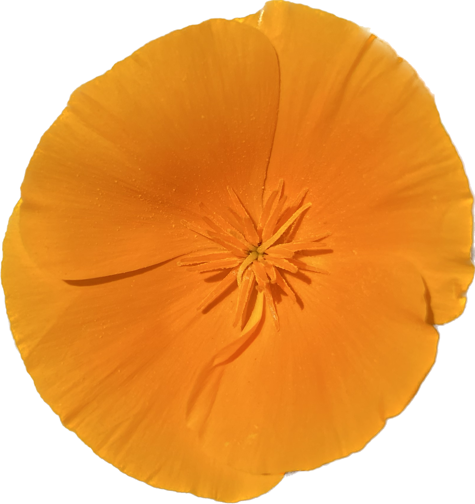 California Golden Poppy | Eschscholzia californica Seeds