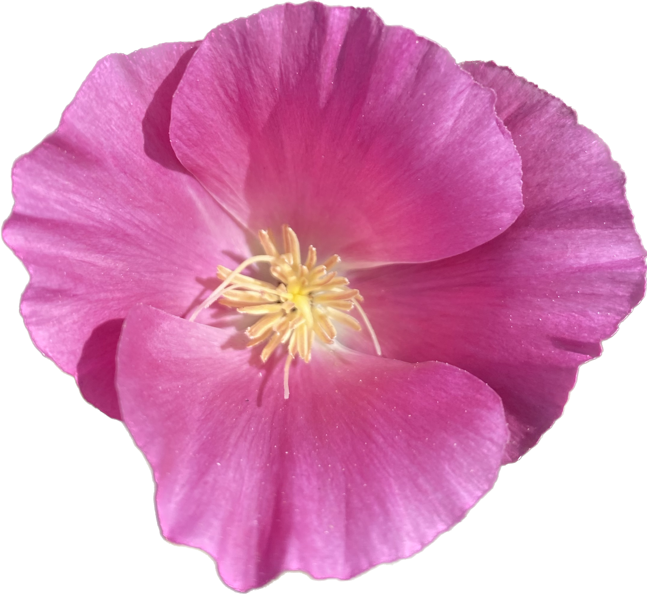 California Poppy "Purple Gleam" | Eschscholzia californica Seeds
