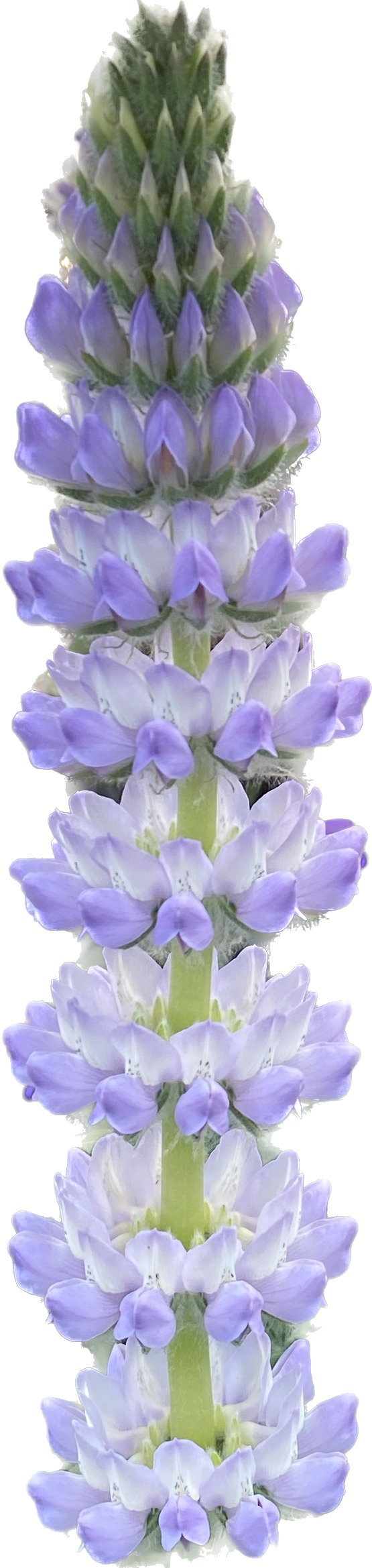 Chick Lupine | Lupinus microcarpus seeds