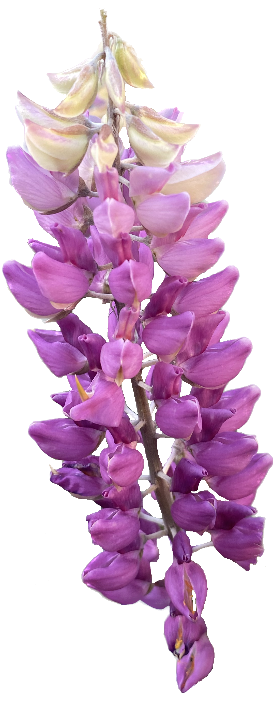 Cobb Mountain Lupine | Lupinus sericatus seeds
